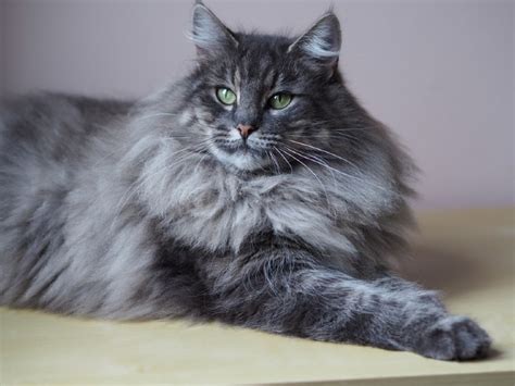 grey norwegian forest cat|cost of norwegian forest cat.